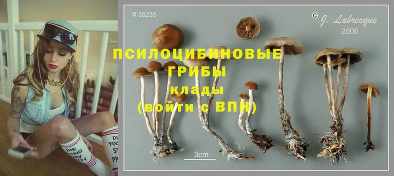 где можно купить наркотик  Алексин  Галлюциногенные грибы Cubensis 